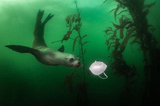 fot. Ralph Pace, USA, California Sea Lion Plays with Mask, 1 miejsce w kategorii Środowisko - zdjęcie pojedyncze / World Press Photo 2021Ciekawski lew morski podpływa w kierunku maseczki w Breakwater w Monterey, Kalifornia, USA, 19 listopada 2020 r.Kalifornijskie lwy morskie (Zalophus californianus) to zabawne zwierzęta, pochodzące z zachodniej części Ameryki Północnej. Dzięki restrykcjom związanym z COVID-19 w całej Kalifornii rezerwaty dzikiej przyrody stały się popularnym celem lokalnych podróży.W wielu krajach noszenie masek na twarz na zewnątrz jest obowiązkowe. Podobne miejsca na całym świecie zostały zaśmiecone porzuconymi maskami. BBC donosi, że każdego miesiąca podczas pandemii zużywa się 129 miliardów jednorazowych masek na twarz i 65 miliardów jednorazowych rękawiczek. Takie środki ochrony osobistej mogą być mylone z pożywieniem przez ptaki, ryby, ssaki morskie i inne zwierzęta. Środki ochrony zawierają również plastik, a więc przyczyniają się do powstania ośmiu milionów ton plastiku, które każdego roku trafiają do oceanów.Według World Animal Protection szacuje się, że każdego roku około 136 000 fok, lwów morskich i wielorybów umiera z powodu plątania się w plastiku. Maski chirurgiczne z czasem rozpadają się na miliony mikroplastików, które są zjadane przez ryby i inne zwierzęta, a tym samym przenoszą zanieczyszczenia z powrotem do łańcucha pokarmowego, potencjalnie dotykając również ludzi.