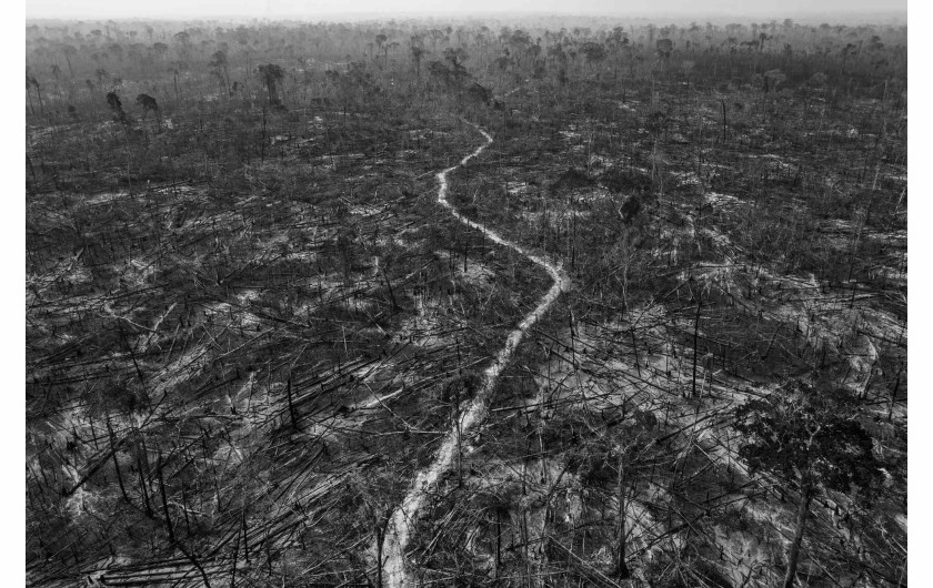 fot. Lalo de Almeida, Amazonian Dystopia, nagroda WPP w okręgu południowoamerykańskimLas deszczowy Amazonii jest zagrożony przez wylesianie, górnictwo, rozwój infrastruktury i eksploatację zasobów naturalnych - procesy, które nabierają tempa w ramach regresywnej polityki prezydenta Jaira Bolsonaro. Od 2019 roku dewastacja brazylijskiej Amazonii przebiega w najszybszym tempie od dekady. Obszar o niezwykłej różnorodności biologicznej jest domem dla ponad 350 różnych rdzennych grup etnicznych. Eksploatacja Amazonii ma szereg skutków społecznych, szczególnie dla tubylców, którzy zmuszeni są radzić sobie z degradacją swojego środowiska i zmianą stylu życia.