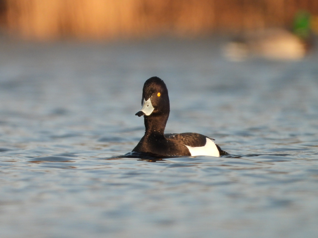 1/320 s, f/8, ISO 400, 3000 mm