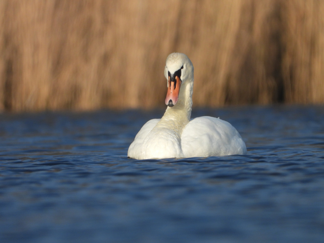 1/500 s, f/8, ISO 200, 3000 mm