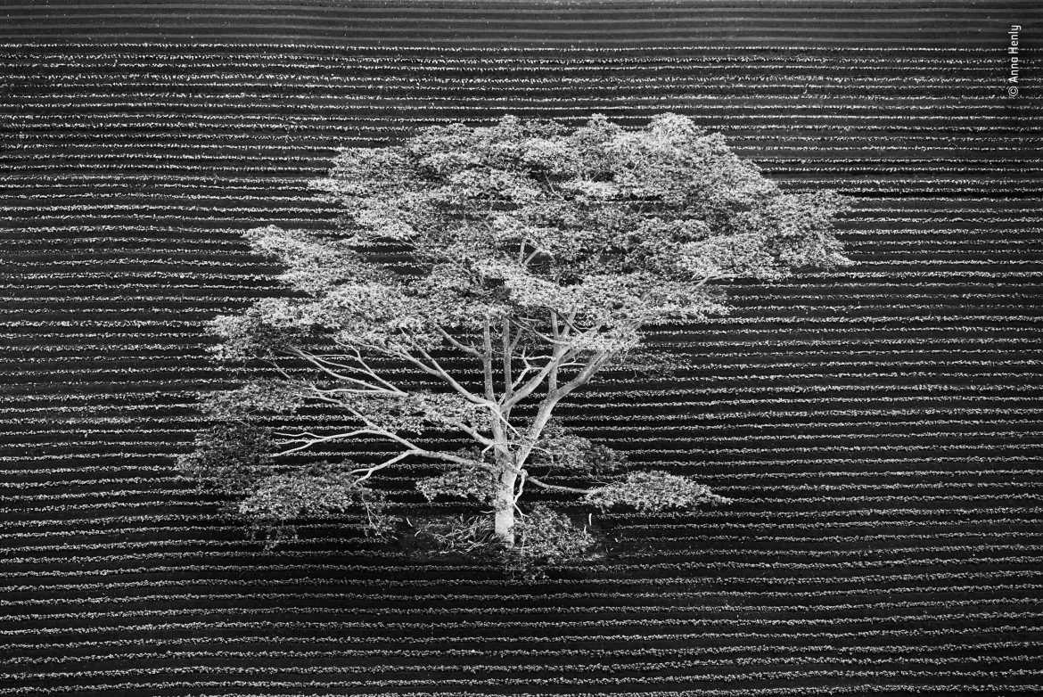 fot. Anna Henly "Isolated" | Zdjęcie uchwycone z helikoptera. Przedstawia pojedyncze drzewo, które rośnie na polu uprawnym na skraju lasu tropikalnego na Kauai (Hawaje). Wytyczone przez człowieka proste linie zaoranego pola są pięknie przerywane przez bardziej niesforny, dziki, wzór gałęzi drzew.