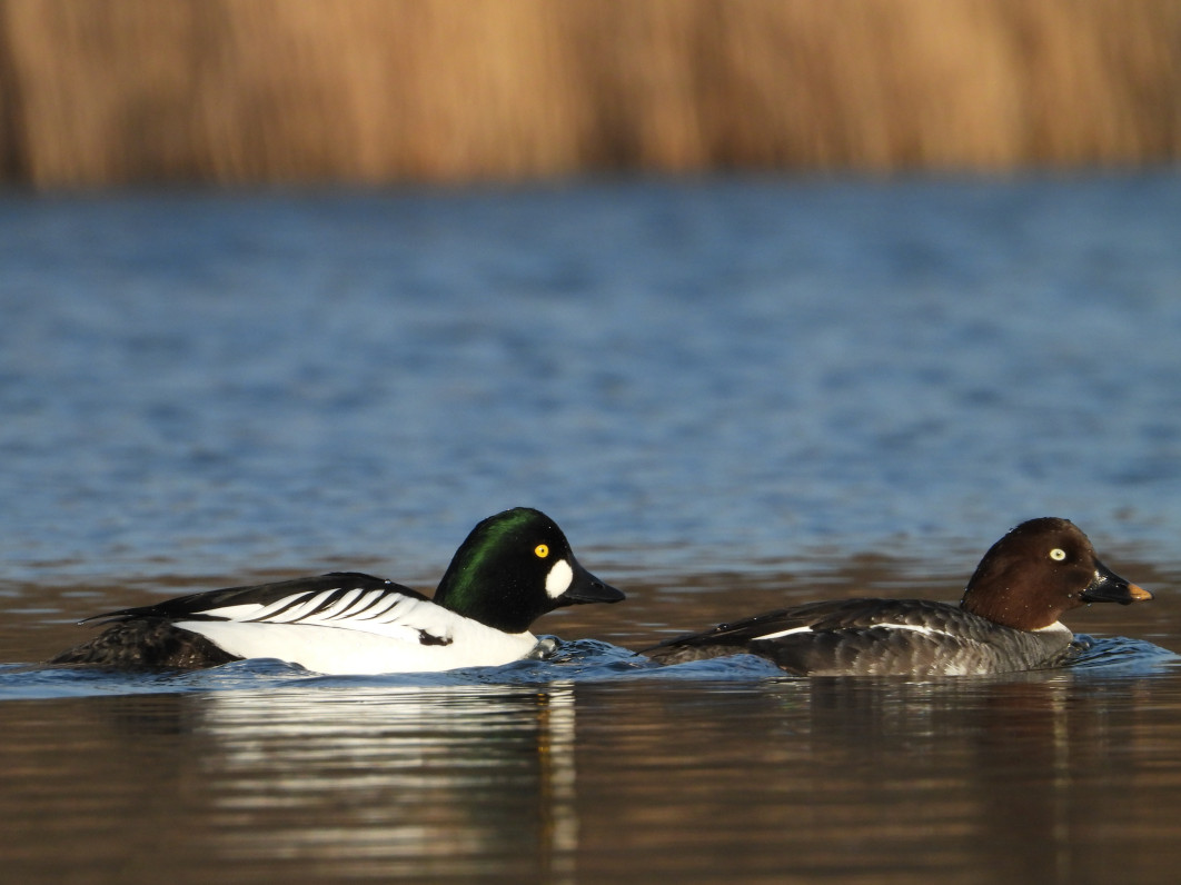 1/500 s, f/8, ISO 280, 1400 mm