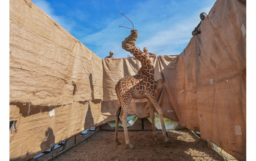 fot. Ami Vitale, USA, Rescue of Giraffes from Flooding Island , nominacja w kategorii Przyroda - zdjęcie pojedyncze / World Press Photo 2021Żyrafa Rothschilda (Giraffa camelopardalis rothschildi) została przetransportowana z zalanej wyspy Longicharo w bezpieczne miejsce na specjalnie zbudowanej barce nad jeziorem Baringo w zachodniej Kenii, 3 grudnia 2020 r.Żyrafy Rothschilda są podgatunkiem żyrafy północnej i klasyfikowane jako zagrożone. Żyrafa jest najwyższym ssakiem lądowym na świecie, a żyrafa Rothschilda jest jednym z najwznioślejszych podgatunków, dorastającym do sześciu metrów wysokości.Wyspa Longicharo była kiedyś półwyspem. Podnoszący się poziom wody w jeziorze Baringo w ciągu ostatnich dziesięciu lat spowodował, że półwysep został odcięty. Szczególnie obfite opady deszczu w 2019 roku spowodowały kolejne powodzie, w wyniku których w pułapce znalazło się dziewięć żyraf.Lokalna społeczność współpracowała z ekologami z Kenya Wildlife Service, Northern Rangelands Trust i Save Giraffes Now, aby zbudować barkę i przetransportować zwierzęta do rezerwatu Ruko nad brzegiem jeziora. Deszcze doprowadziły również do obfitości pożywienia na wyspie, więc nie można było używać smakołyków, aby zwabić żyrafy na barkę. Zamiast tego żyrafy musiały zostać otumanione, co jest niebezpieczną procedurą, biorąc pod uwagę ich anatomię, ponieważ istnieje ryzyko zakrztuszenia się własną śliną, a zmiany ciśnienia krwi mogą spowodować uszkodzenie mózgu. Zwierzęta następnie zakapturzono i wprowadzono na barkę za pomocą lin prowadzących.