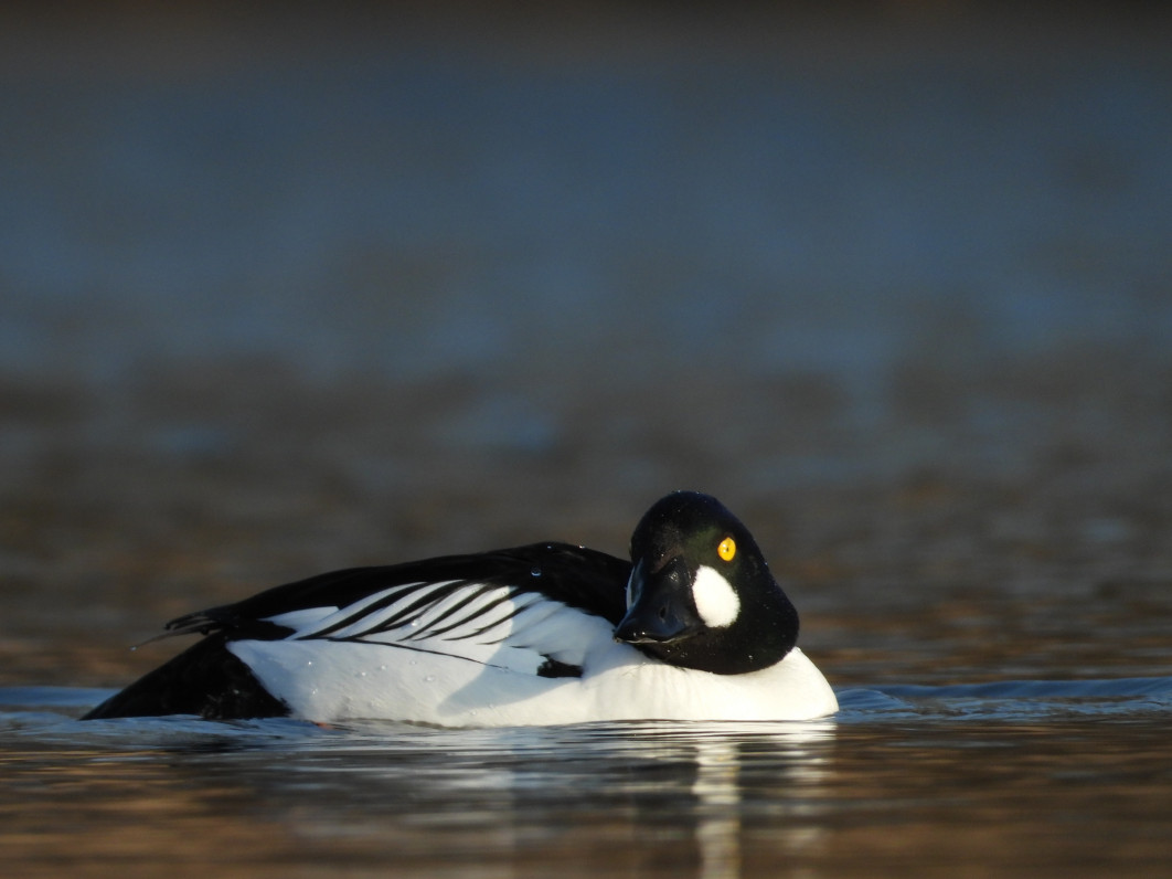 1/500 s, f/8, ISO 250, 2600 mm