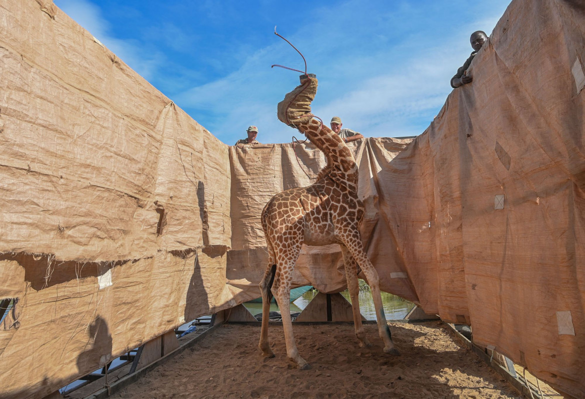 fot. Ami Vitale, USA, "Rescue of Giraffes from Flooding Island ", nominacja w kategorii Przyroda - zdjęcie pojedyncze / World Press Photo 2021<br></br><br></br>Żyrafa Rothschilda (Giraffa camelopardalis rothschildi) została przetransportowana z zalanej wyspy Longicharo w bezpieczne miejsce na specjalnie zbudowanej barce nad jeziorem Baringo w zachodniej Kenii, 3 grudnia 2020 r.<br></br><br></br>Żyrafy Rothschilda są podgatunkiem żyrafy północnej i klasyfikowane jako zagrożone. Żyrafa jest najwyższym ssakiem lądowym na świecie, a żyrafa Rothschilda jest jednym z najwznioślejszych podgatunków, dorastającym do sześciu metrów wysokości.<br></br><br></br>Wyspa Longicharo była kiedyś półwyspem. Podnoszący się poziom wody w jeziorze Baringo w ciągu ostatnich dziesięciu lat spowodował, że półwysep został odcięty. Szczególnie obfite opady deszczu w 2019 roku spowodowały kolejne powodzie, w wyniku których w pułapce znalazło się dziewięć żyraf.<br></br><br></br>Lokalna społeczność współpracowała z ekologami z Kenya Wildlife Service, Northern Rangelands Trust i Save Giraffes Now, aby zbudować barkę i przetransportować zwierzęta do rezerwatu Ruko nad brzegiem jeziora. Deszcze doprowadziły również do obfitości pożywienia na wyspie, więc nie można było używać smakołyków, aby zwabić żyrafy na barkę. Zamiast tego żyrafy musiały zostać otumanione, co jest niebezpieczną procedurą, biorąc pod uwagę ich anatomię, ponieważ istnieje ryzyko zakrztuszenia się własną śliną, a zmiany ciśnienia krwi mogą spowodować uszkodzenie mózgu. Zwierzęta następnie zakapturzono i wprowadzono na barkę za pomocą lin prowadzących.