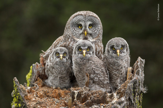 fot. Connor Stefanison Family Portrait | Wielka szara sowa i jej małe siedzą w gnieździe na złamanym wierzchołku jodły Douglas w Kamloops w Kanadzie. „Rodzina“ spojrzała na Connora tylko dwa razy, gdy patrzył na nich w czasie sezonu lęgowego z drzewa oddalonego około 15 metrów.