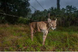 fot. Carlton Ward Jr., USA, "Path of the Panther", nominacja w kategorii Przyroda - zdjęcie pojedyncze<br></br><br></br>Samica pantery z Florydy skrada się przez płot między sanktuarium Audubona a sąsiednim ranczem bydła w Neapolu na Florydzie, w USA ,6 kwietnia 2020 r. Jej kociak idzie za nią.<br></br><br></br>Pantera z Florydy to podgatunek Puma concolor (znany również jako lew górski, kuguar lub puma) i według US Fish and Wildlife Service reprezentuje jedyną znaną populację lęgową pum we wschodnich Stanach Zjednoczonych. Wystawione na listę gatunków zagrożonych w 1967 roku, pantery z Florydy stopniowo powracają, od mniej niż 20 panter w latach 70. XX wieku do ponad 200 obecnie.<br></br><br></br>Pantery z Florydy żywią się głównie bielikami i dzikimi świniami, ale także mniejszymi ssakami, takimi jak szopy, pancerniki i króliki. Rancza są niezbędne dla panter, ponieważ niewiele terenów publicznych jest wystarczająco dużych, aby utrzymać nawet jednego dorosłego samca pantery, co może wymagać do 500 kilometrów kwadratowych terytorium do wędrowania i polowania.<br></br><br></br>Sanktuarium Audubona jest zbyt małe, aby zaspokoić potrzeby jednej pantery na całym terytorium. Pantery biorą udział w wyścigu między potrzebą terytorium a rosnącym zagospodarowaniem terenu w wyniku szybko rosnącej populacji Florydy, przy czym każdego roku traci się około 400 kilometrów kwadratowych ich siedlisk.