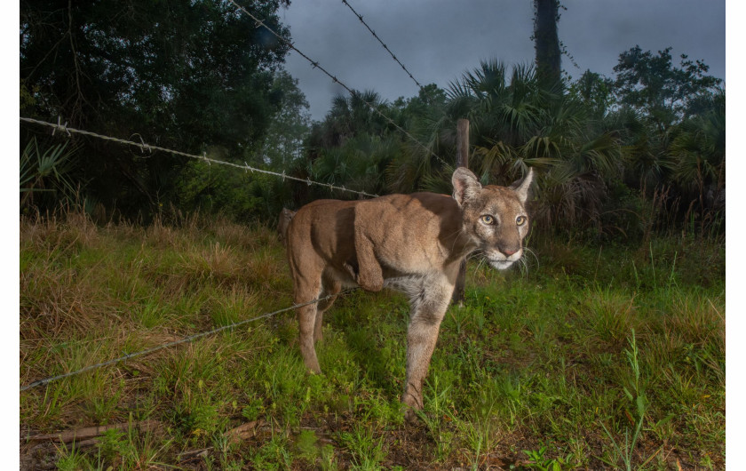 fot. Carlton Ward Jr., USA, Path of the Panther, 2 miejsce w kategorii Przyroda - zdjęcie pojedynczeSamica pantery z Florydy skrada się przez płot między sanktuarium Audubona a sąsiednim ranczem bydła w Neapolu na Florydzie, w USA ,6 kwietnia 2020 r. Jej kociak idzie za nią.Pantera z Florydy to podgatunek Puma concolor (znany również jako lew górski, kuguar lub puma) i według US Fish and Wildlife Service reprezentuje jedyną znaną populację lęgową pum we wschodnich Stanach Zjednoczonych. Wystawione na listę gatunków zagrożonych w 1967 roku, pantery z Florydy stopniowo powracają, od mniej niż 20 panter w latach 70. XX wieku do ponad 200 obecnie.Pantery z Florydy żywią się głównie bielikami i dzikimi świniami, ale także mniejszymi ssakami, takimi jak szopy, pancerniki i króliki. Rancza są niezbędne dla panter, ponieważ niewiele terenów publicznych jest wystarczająco dużych, aby utrzymać nawet jednego dorosłego samca pantery, co może wymagać do 500 kilometrów kwadratowych terytorium do wędrowania i polowania.Sanktuarium Audubona jest zbyt małe, aby zaspokoić potrzeby jednej pantery na całym terytorium. Pantery biorą udział w wyścigu między potrzebą terytorium a rosnącym zagospodarowaniem terenu w wyniku szybko rosnącej populacji Florydy, przy czym każdego roku traci się około 400 kilometrów kwadratowych ich siedlisk.