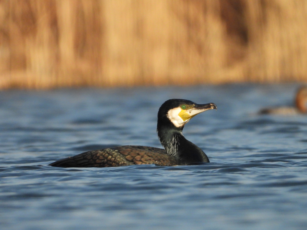 1/1250 s, f/8, ISO 800, 2800 mm