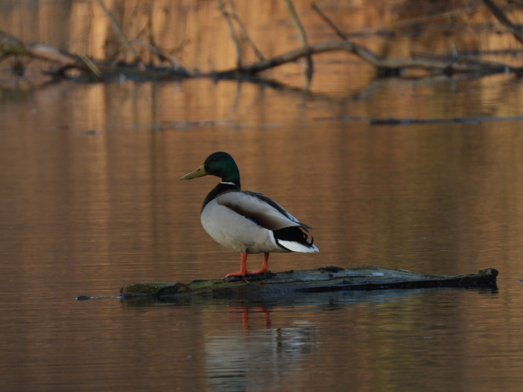 1/60 s, f/8, ISO 200, 2200 mm