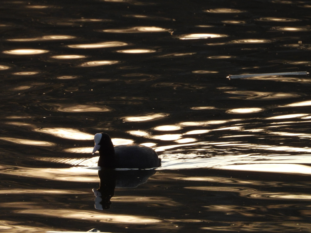 1/250 s, f/8, ISO 400, 1600 mm