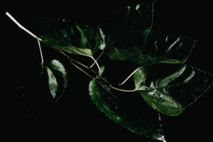 Locked Pictures - Amazonia w interpretacji Patryka Bułhaka w Galerii Poprzeczna