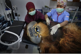 fot. Alain Schroeder / National Geographic, z cyklu "Saving Orangutans", 1. miejsce w kategorii Nature<br></br><br></br>Indonezyjskie orangutany są poważnie zagrożone z powodu ciągłego zubożenia i wycinki lasów tropikalnych. Orangutany sumatrzańskie, które kiedyś znajdowały się na całej wyspie Sumatra, są teraz ograniczone do północy i uważane za zagrożone wymarciem. W miarę wzrostu wyrębu i uprawy oleju palmowego orangutany zostają ściśnięte w mniejszych obszarach lasu, zmuszone do opuszczenia swojego naturalnego środowiska i częstszego konfliktu z ludźmi. Organizacje takie jak Sumatran Orangutan Conservation Program (SOCP) opiekują się i resocjalizują zagubione, ranne i schwytane orangutany, dążąc do ich ponownego wprowadzenia na wolność. Ludzcy opiekunowie odgrywają rolę matki, dążąc do przywrócenia młodych do ich naturalnego środowiska.