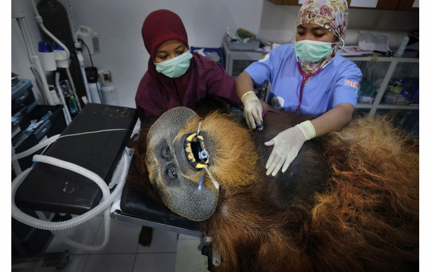 fot. Alain Schroeder / National Geographic, z cyklu Saving Orangutans, 1. miejsce w kategorii NatureIndonezyjskie orangutany są poważnie zagrożone z powodu ciągłego zubożenia i wycinki lasów tropikalnych. Orangutany sumatrzańskie, które kiedyś znajdowały się na całej wyspie Sumatra, są teraz ograniczone do północy i uważane za zagrożone wymarciem. W miarę wzrostu wyrębu i uprawy oleju palmowego orangutany zostają ściśnięte w mniejszych obszarach lasu, zmuszone do opuszczenia swojego naturalnego środowiska i częstszego konfliktu z ludźmi. Organizacje takie jak Sumatran Orangutan Conservation Program (SOCP) opiekują się i resocjalizują zagubione, ranne i schwytane orangutany, dążąc do ich ponownego wprowadzenia na wolność. Ludzcy opiekunowie odgrywają rolę matki, dążąc do przywrócenia młodych do ich naturalnego środowiska.