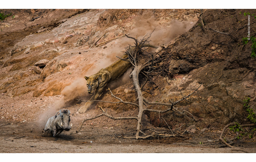 fot. Federico Veronesi Ambush | W gorący ranek w Chitake Springs, w Parku Narodowym Mana Pools w Zimbabwe, Federico wypatrzył, jak stara lwica schodzi ze szczytu rzeki. Wyczekiwała na wszystkie mijające zwierzęta, które odwiedzały pobliski wodopój wzdłuż koryta rzeki.