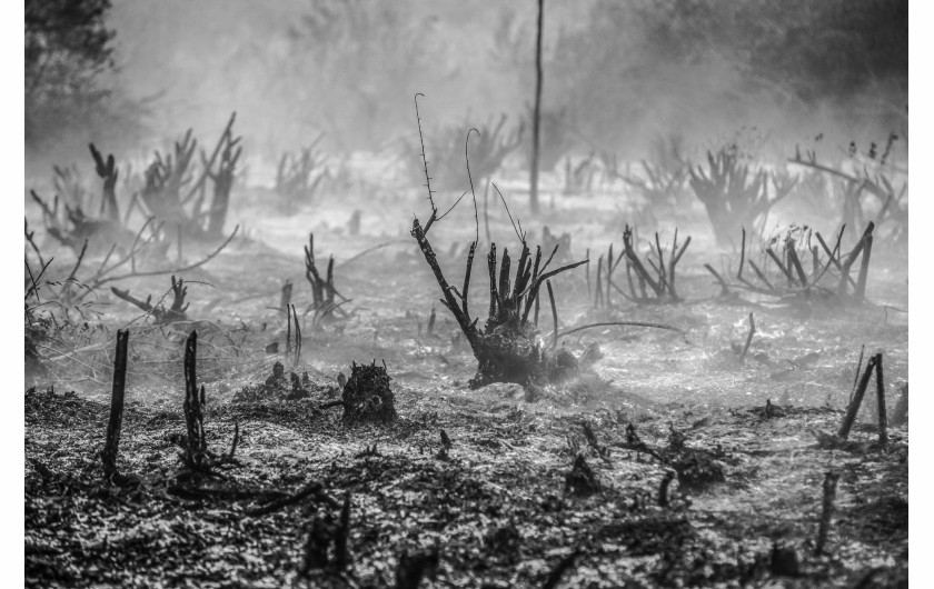 fot. Abriansyah Liberto, Haze, nagroda WPP w okręgu południowo-wschodniej Azji i OceaniiW ostatnich latach Indonezja była świadkiem dużych pożarów. Powstały przy ich okazji dym (mgła), ma negatywny wpływ na zdrowie ludzi - zawiera drobne cząstki, które mogą wnikać głęboko w płuca.Susze ułatwiają wzniecanie kontrolowanych pożarów w celu oczyszczenia gruntów pod rolnictwo, ale także sprzyjają przypadkowemu zaprószeniu ognia.  Indonezja jest największym na świecie producentem oleju palmowego, a oczyszczanie gruntów na skalę przemysłową ogromnie zwiększyło ryzyko pożarów. Od początku zbierania danych w 1990 r. kraj stracił około jednej czwartej powierzchni leśnej.