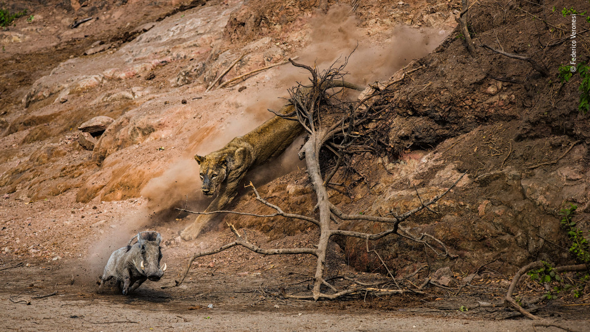 fot. Federico Veronesi "Ambush" | W gorący ranek w Chitake Springs, w Parku Narodowym Mana Pools w Zimbabwe, Federico wypatrzył, jak stara lwica schodzi ze szczytu rzeki. Wyczekiwała na wszystkie mijające zwierzęta, które odwiedzały pobliski wodopój wzdłuż koryta rzeki.