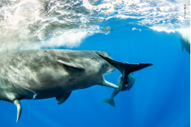 fot. Franco Banfi "Teenager" | Franco nurkował na Morzu Karaibskim, gdy był świadkiem sytuacji, w której młody samiec wieloryba próbował kopulować z samicą. Na nieszczęście dla niego była ona ciągle w ruchu, przez co samiec musiał nieustannie ją ścigać