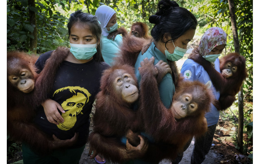 fot. Alain Schroeder / National Geographic, z cyklu Saving Orangutans, 1. miejsce w kategorii NatureIndonezyjskie orangutany są poważnie zagrożone z powodu ciągłego zubożenia i wycinki lasów tropikalnych. Orangutany sumatrzańskie, które kiedyś znajdowały się na całej wyspie Sumatra, są teraz ograniczone do północy i uważane za zagrożone wymarciem. W miarę wzrostu wyrębu i uprawy oleju palmowego orangutany zostają ściśnięte w mniejszych obszarach lasu, zmuszone do opuszczenia swojego naturalnego środowiska i częstszego konfliktu z ludźmi. Organizacje takie jak Sumatran Orangutan Conservation Program (SOCP) opiekują się i resocjalizują zagubione, ranne i schwytane orangutany, dążąc do ich ponownego wprowadzenia na wolność. Ludzcy opiekunowie odgrywają rolę matki, dążąc do przywrócenia młodych do ich naturalnego środowiska.