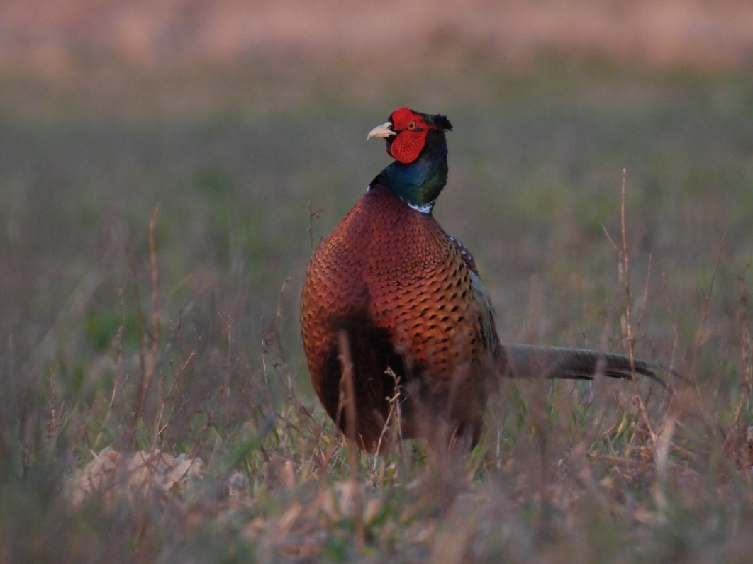 1/125 s, f/8, ISO 640, 1600 mm