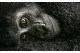 fot. David Lloyd "Resting Mountain Gorilla" | Mały goryl przylgnął do matki, jednocześnie obserwując Dawida z ciekawością. Fotograf maszerował w Ugandzie, kiedy natknął się na całą rodzinę goryli. Idąc za nimi, zatrzymali się na małej polanie, aby się zrelaksować i zadbać o siebie nawzajem.