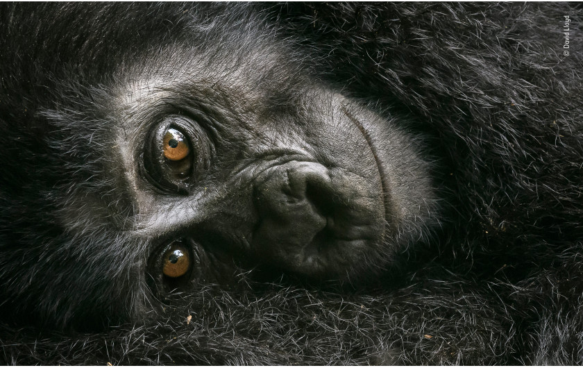 fot. David Lloyd Resting Mountain Gorilla | Mały goryl przylgnął do matki, jednocześnie obserwując Dawida z ciekawością. Fotograf maszerował w Ugandzie, kiedy natknął się na całą rodzinę goryli. Idąc za nimi, zatrzymali się na małej polanie, aby się zrelaksować i zadbać o siebie nawzajem.