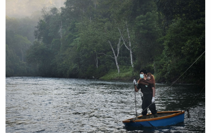 fot. Alain Schroeder / National Geographic, z cyklu Saving Orangutans, 1. miejsce w kategorii NatureIndonezyjskie orangutany są poważnie zagrożone z powodu ciągłego zubożenia i wycinki lasów tropikalnych. Orangutany sumatrzańskie, które kiedyś znajdowały się na całej wyspie Sumatra, są teraz ograniczone do północy i uważane za zagrożone wymarciem. W miarę wzrostu wyrębu i uprawy oleju palmowego orangutany zostają ściśnięte w mniejszych obszarach lasu, zmuszone do opuszczenia swojego naturalnego środowiska i częstszego konfliktu z ludźmi. Organizacje takie jak Sumatran Orangutan Conservation Program (SOCP) opiekują się i resocjalizują zagubione, ranne i schwytane orangutany, dążąc do ich ponownego wprowadzenia na wolność. Ludzcy opiekunowie odgrywają rolę matki, dążąc do przywrócenia młodych do ich naturalnego środowiska.