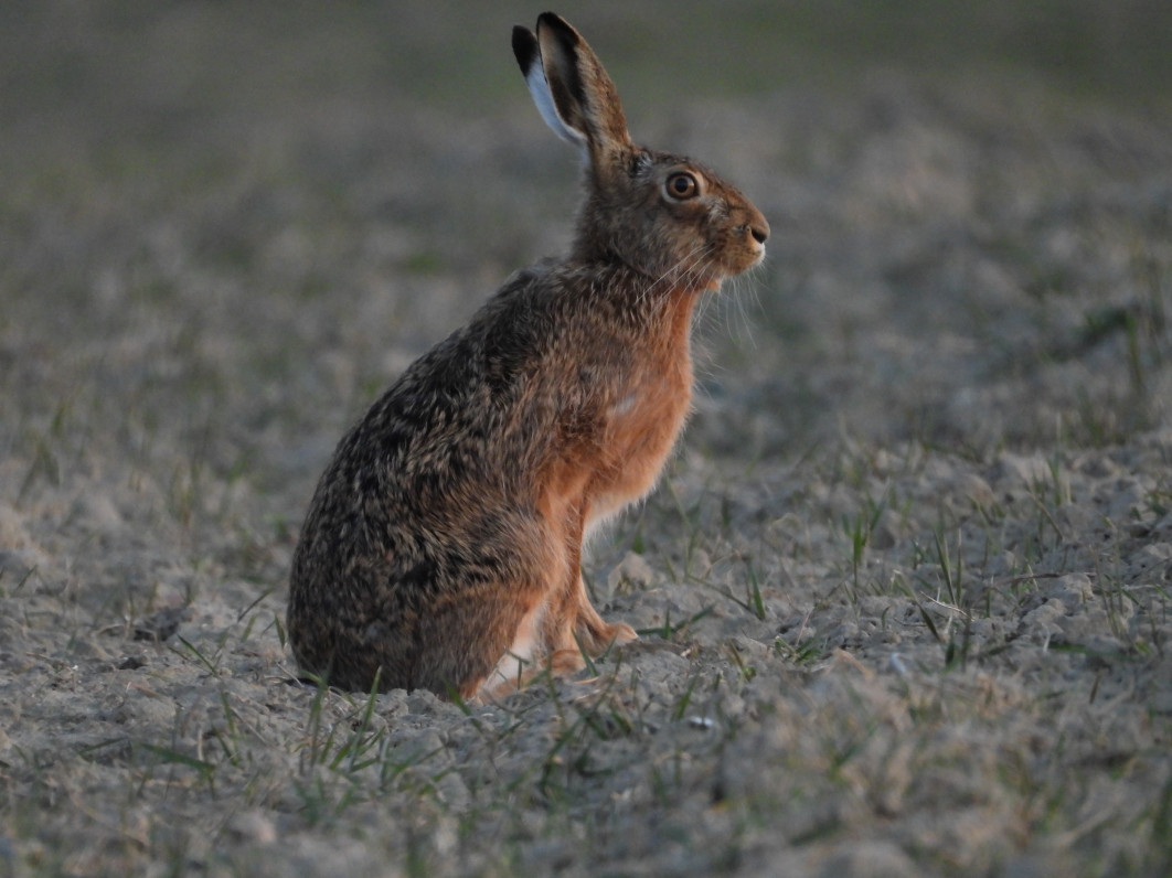 1/100 s, f/6.3, ISO 800, 1800 mm