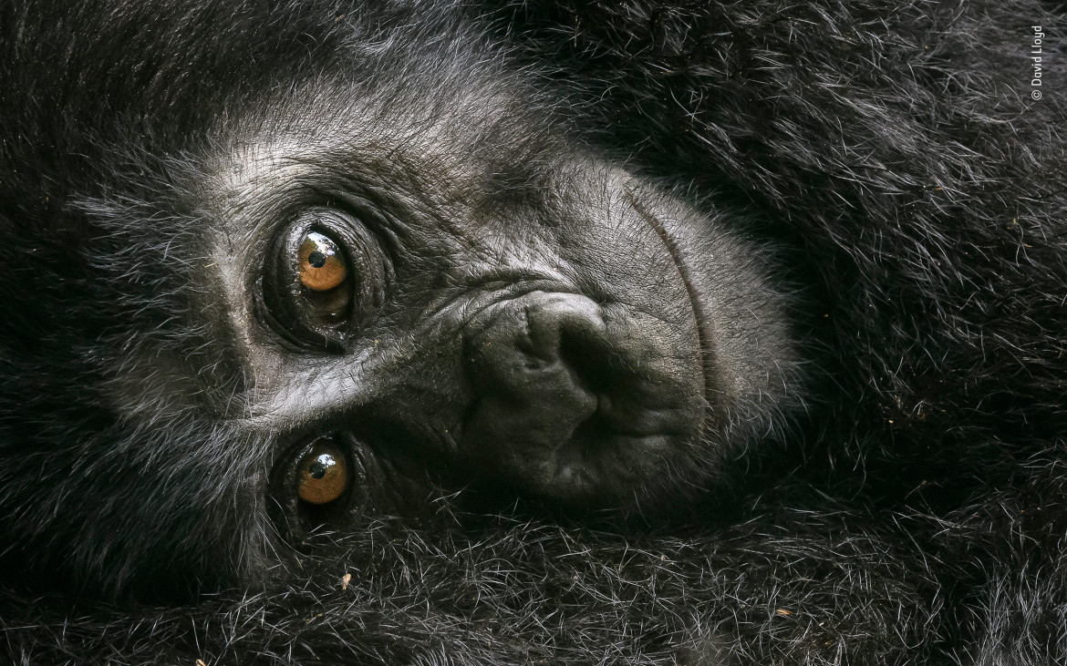 fot. David Lloyd "Resting Mountain Gorilla" | Mały goryl przylgnął do matki, jednocześnie obserwując Dawida z ciekawością. Fotograf maszerował w Ugandzie, kiedy natknął się na całą rodzinę goryli. Idąc za nimi, zatrzymali się na małej polanie, aby się zrelaksować i zadbać o siebie nawzajem.