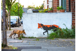 fot. Matthew Maran "Fox Meets Fox" | Matthew fotografował lisy w pobliżu jego domu w północnym Londynie od ponad roku i odkąd pojawił się ten street art marzył o uchwyceniu takiego obrazu. Po niezliczonych godzinach i wielu nieudanych próbach jego wytrwałość opłaciła się.