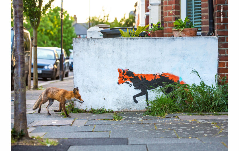fot. Matthew Maran Fox Meets Fox | Matthew fotografował lisy w pobliżu jego domu w północnym Londynie od ponad roku i odkąd pojawił się ten street art marzył o uchwyceniu takiego obrazu. Po niezliczonych godzinach i wielu nieudanych próbach jego wytrwałość opłaciła się.