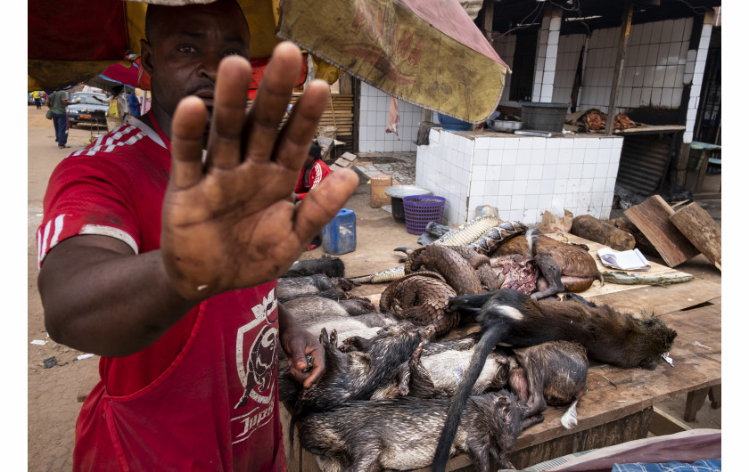 fot. Brent Stirton / Getty Images, z cyklu Pangolins in Crisis, 2. miejsce w kategorii NatureŁuskowce są czasem mylone z gadami, ale są to łuskowate ssaki, bardziej związane z psami i niedźwiedziami niż mrówki lub pancerniki. Bytują w Azji i Afrykce. Mogą być niewiele większe od kota, lub osiągać nawet ponad metr długości. Są samotnikami, spotykającymi się tylko w celu krycia. Łuski łuskowców są wysoko cenione w tradycyjnej medycynie wschodu, a mięso jest uważane za przysmak. W raporcie z Traffic z 2017 r.,  stwierdza się, że pangoliny są obecnie najczęściej nielegalnie handlowanymi zwierzętami na świecie. A w ciągu ostatnich dziesięciu lat co najmniej milion tych zwierząt stał się ofiarami kłusowników. Wszystkie osiem gatunków łuskowców jest chronionych na mocy prawa międzynarodowego, a dwa są oficjalnie wymienione jako zagrożone wymarciem.