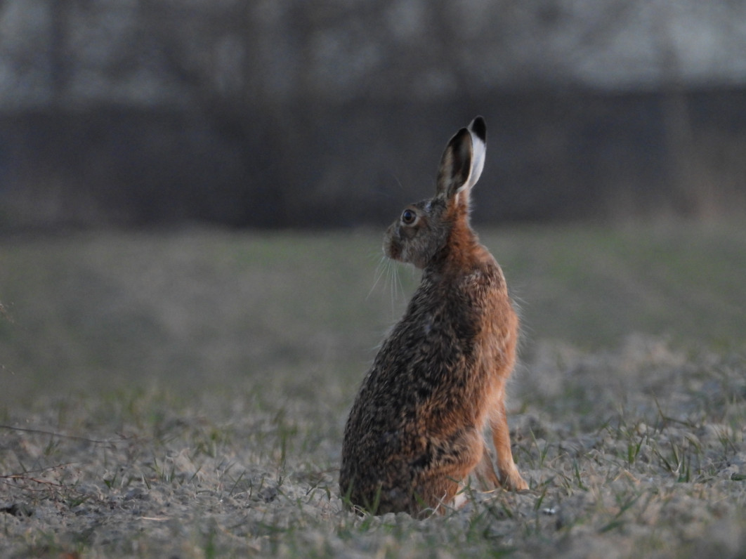 1/80 s, f/5.6, ISO 800, 1500 mm