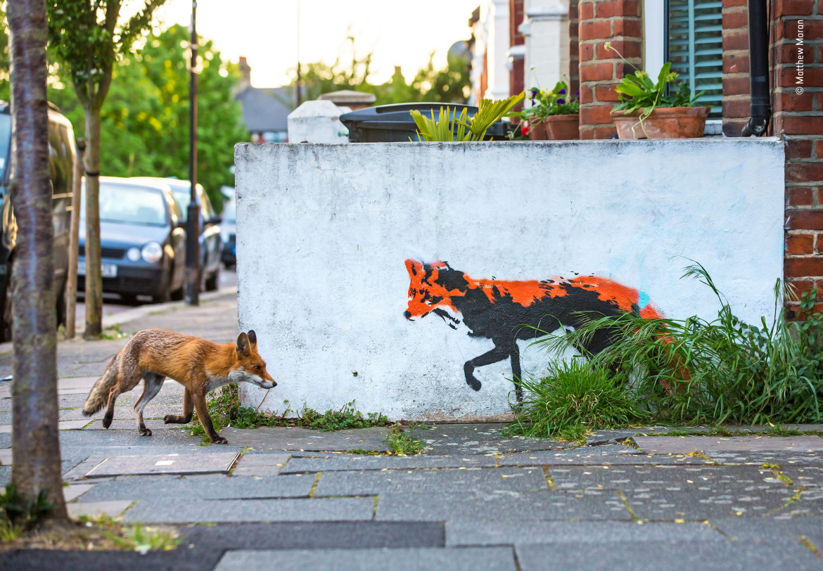 fot. Matthew Maran "Fox Meets Fox" | Matthew fotografował lisy w pobliżu jego domu w północnym Londynie od ponad roku i odkąd pojawił się ten street art marzył o uchwyceniu takiego obrazu. Po niezliczonych godzinach i wielu nieudanych próbach jego wytrwałość opłaciła się.