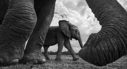 fot. Anup Shah, z cyklu The Mara główna nagroda w sekcji poświęconej cyklom i pierwsze miejsce w kategorii Nature & Wildlife.