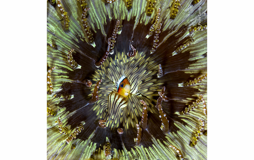 fot. Pedro Carrillo Shy | Hipnotyzujący wzór anemonu jest schronieniem i tymczasowym domem dla małych ryb, dopóki nie znajdą bardziej odpowiedniego ukwiału dla większych osobników.