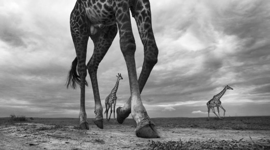 fot. Anup Shah, z cyklu The Mara główna nagroda w sekcji poświęconej cyklom i pierwsze miejsce w kategorii Nature & Wildlife.