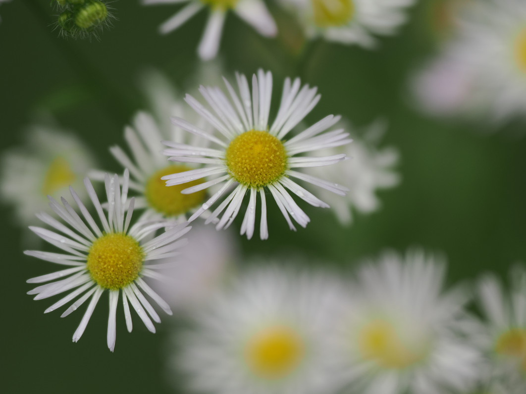 1/1250 s, f/2.8, ISO 200, 200.0 mm
