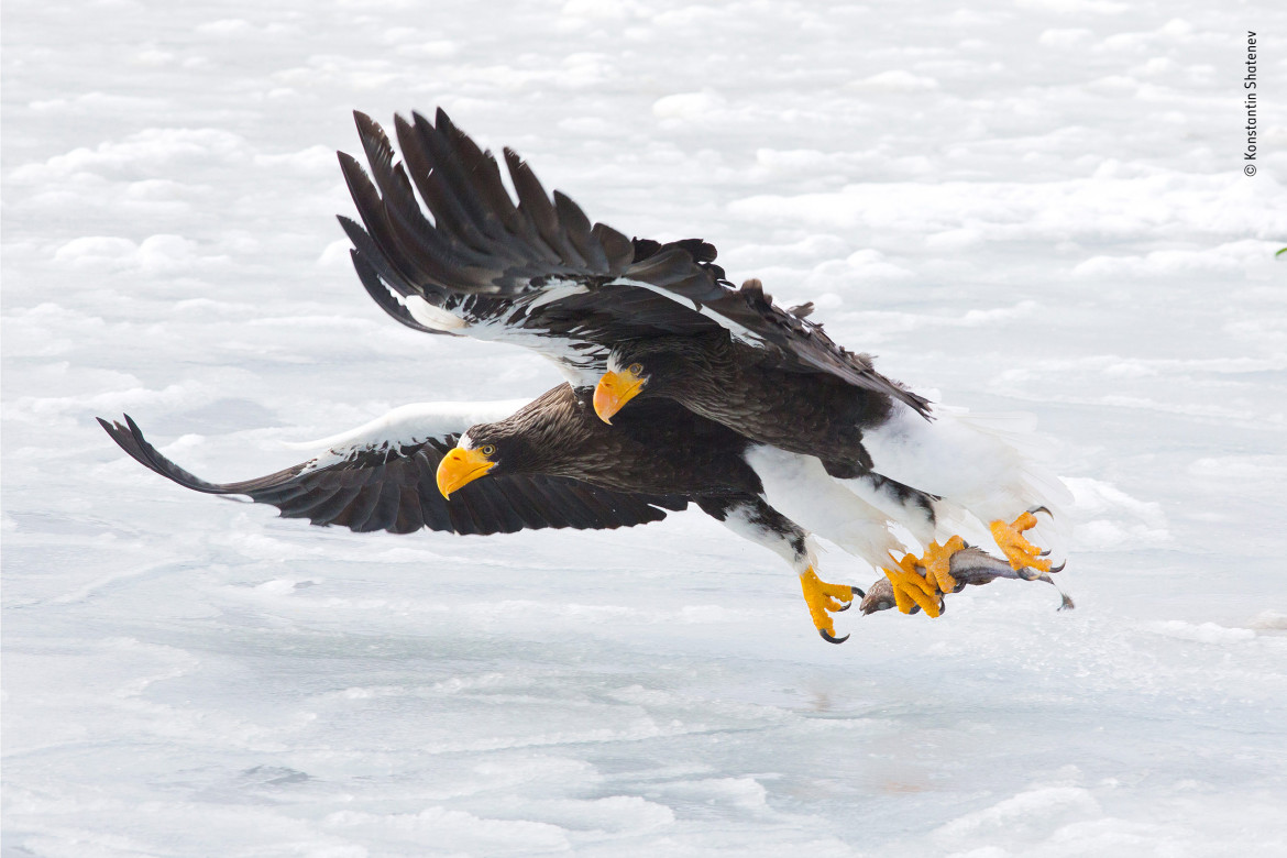 fot. Konstantin Shatenev "The Extraction" | Każdej zimy setki orłów morskich migruje z Rosji na stosunkowo wolne od lodu północno-wschodnie wybrzeże Hokkaido w Japonii. Łowią ryby pośród lodowej kry, a także chowają się za łodziami rybackimi, aby żerować.