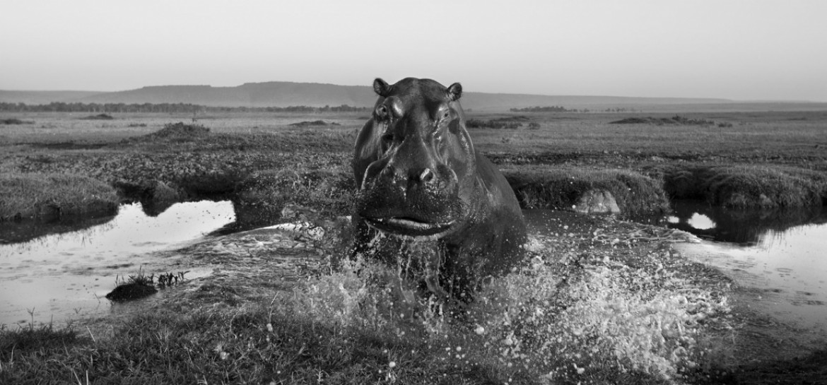 fot. Anup Shah, z cyklu "The Mara" główna nagroda w sekcji poświęconej cyklom i pierwsze miejsce w kategorii Nature & Wildlife.