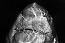 fot. Andrea Izotti, z cyklu  "White Pearl teeth", 2. miejsce w kategorii Nature & Wildlife / Series