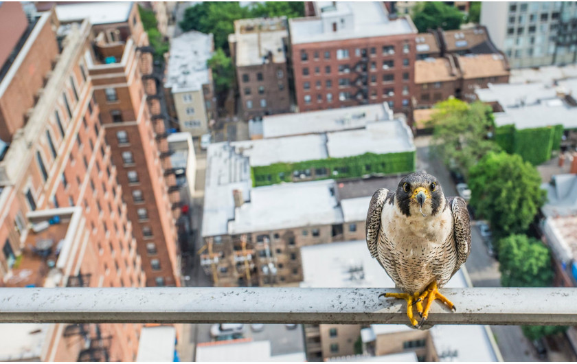 fot. Luke Massey, nagroda Young Environmental Photographer of the Year 2016, W latach 60. w stanie Illinois wybito całą populację sokoła wędrownego. Od lat 80. trwa program ponownego zasiedlania ptactwa. Wieżowce w Chicago zamieszkuje obecnie 22 par.