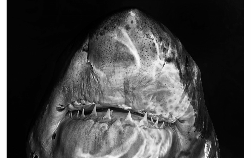 fot. Andrea Izotti, z cyklu  White Pearl teeth, 2. miejsce w kategorii Nature & Wildlife / Series