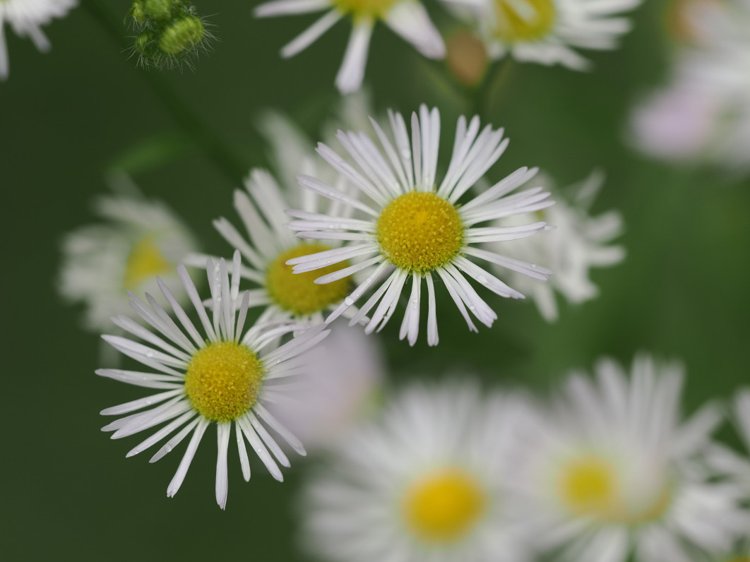 1/640 s, f/4, ISO 200, 200.0 mm
