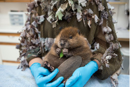 fot. Suzi Eszterhas "The Orphaned Beaver" | Miesięczny osierocony bóbr z Ameryki Północnej jest trzymany przez opiekuna w Sarvey Wildlife Care Center w Arlington w stanie Waszyngton. Na szczęście później młodego samca przygarnęła dorosła samica, która przejęła rolę matki.
