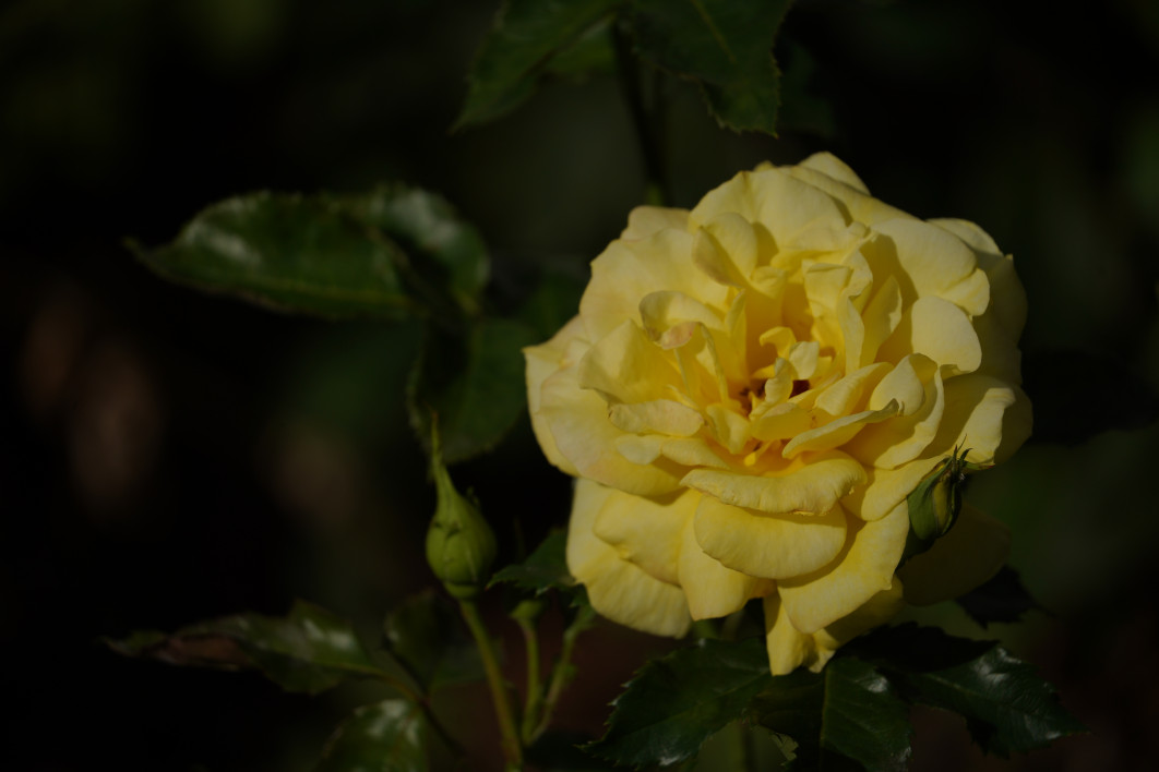 1/1600 s, f/6.3, ISO 100, 300 mm