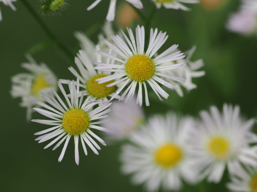 1/320 s, f/5.6, ISO 200, 200.0 mm