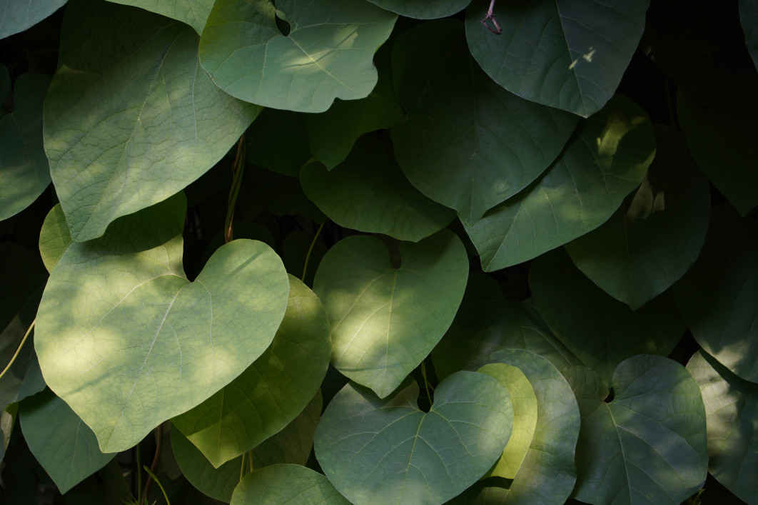 1/60 s, f/6.3, ISO 320, 195 mm