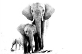 fot. Brigitta Moser, z cyklu  "African animals in high key", 3. miejsce w kategorii Nature & Wildlife / Series