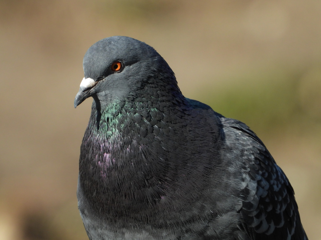 1/500 s, f/7.1, ISO 220, 2400 mm